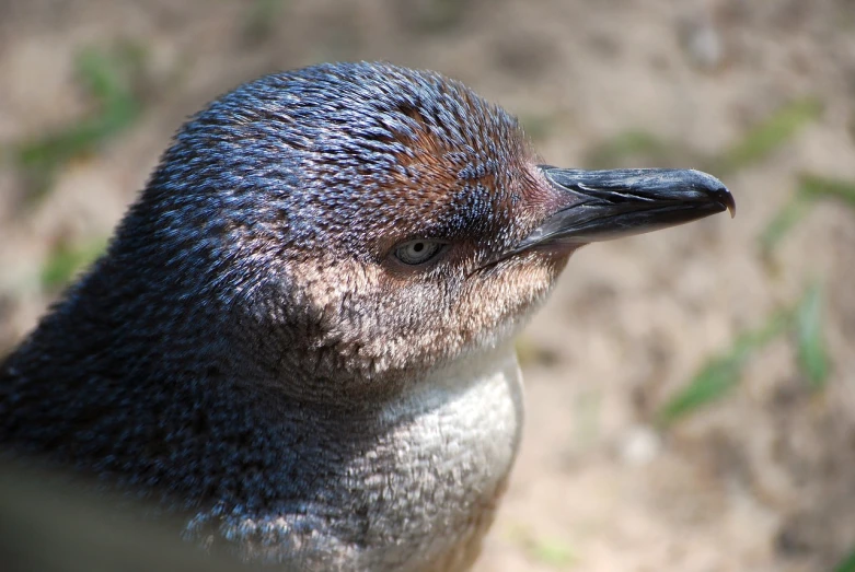 a close up of a bird with a blurry background, a stipple, flickr, blue penguin, very sharp and detailed photo, very sharp photo