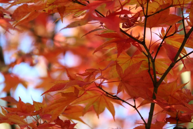 a close up of a tree with red leaves, a picture, by Brenda Chamberlain, pexels, sōsaku hanga, orange yellow ethereal, japanese maples, vertical wallpaper, took on ipad