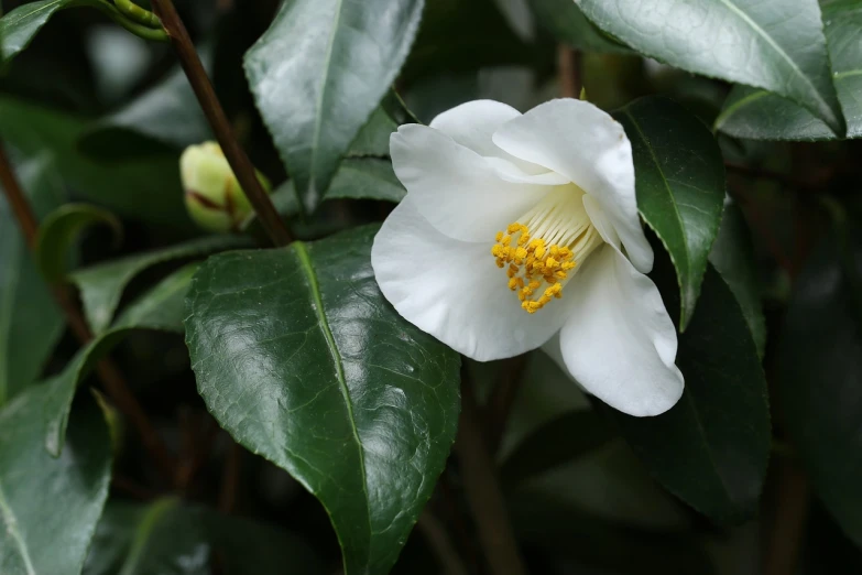 a close up of a white flower with green leaves, inspired by Hasegawa Tōhaku, flickr, hurufiyya, lemon, large exotic flowers, coffee, exquisite and smooth detail