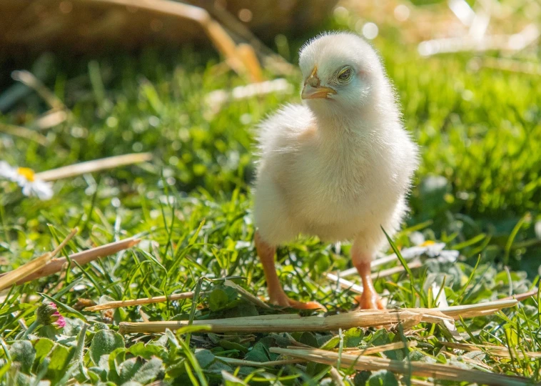 a small chicken standing on top of a lush green field, a picture, shutterstock contest winner, renaissance, intense albino, young and cute, sunny morning, anton fedeev