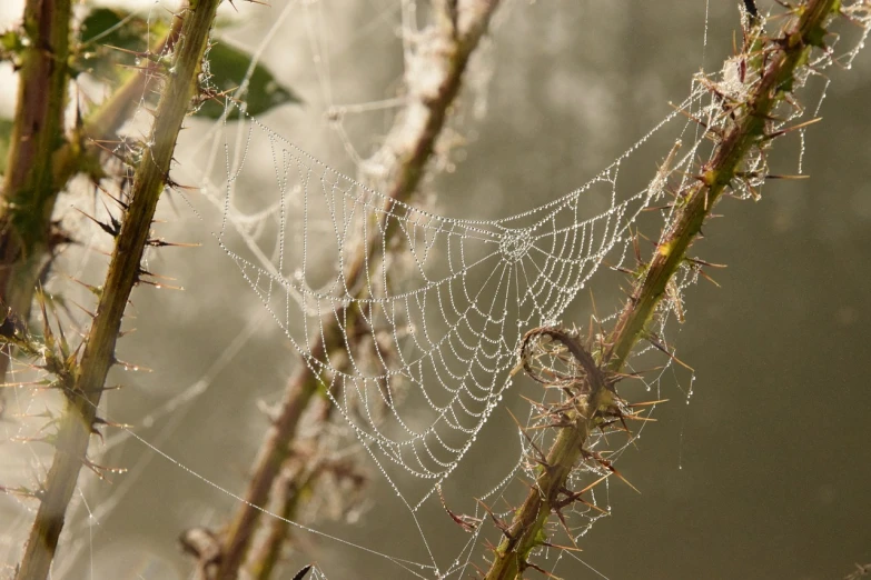 a close up of a spider web on a plant, by Edward Corbett, flickr, net art, in a misty pond, frost on the canvas, at an angle, beams