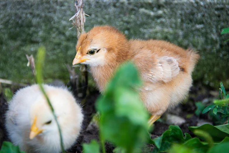 a couple of small chickens standing next to each other, happening, 7 0 mm photo, around tree babies running, closeup photo, flash photo