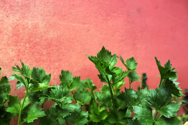 a close up of a bunch of green plants, a digital rendering, by Daniel Lieske, unsplash, hurufiyya, red wall, fresh basil, mexican, shot from the side