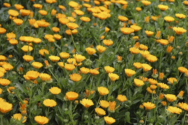 a field of yellow flowers with green leaves, marigold background, high res photo, orange plants, fine detailing