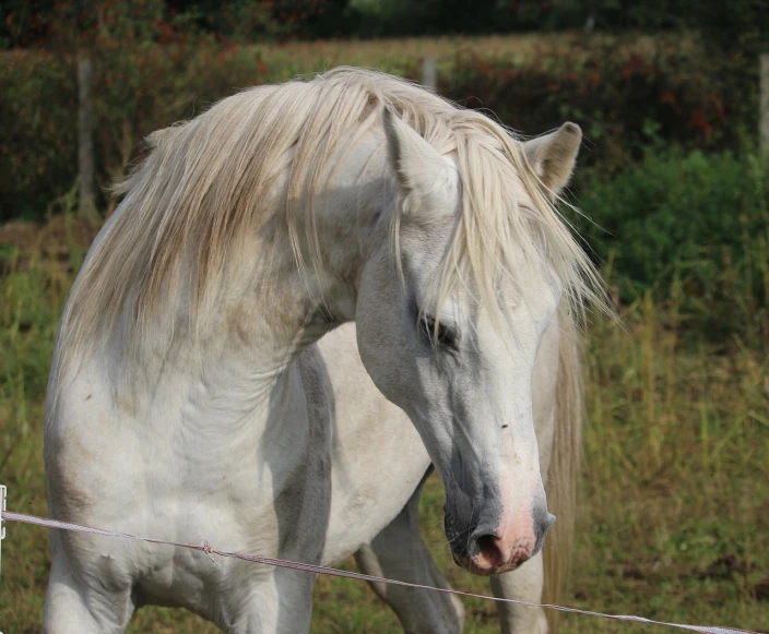 a white horse standing on top of a lush green field, arabesque, short light grey whiskers, side view close up of a gaunt, scratching head, handsome face
