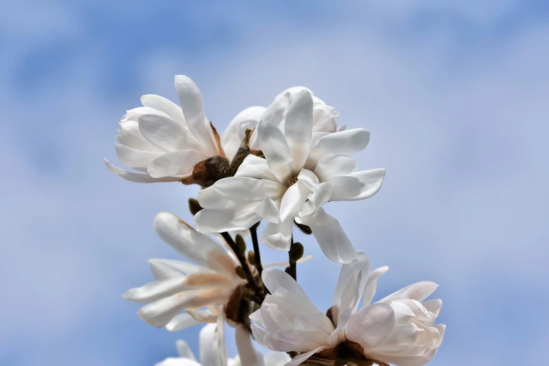 a close up of a flower with a blue sky in the background, a macro photograph, by John Murdoch, shutterstock, romanticism, magnolia stems, white colors, stock photo