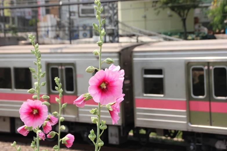 a train traveling down train tracks next to tall pink flowers, a picture, flickr, sōsaku hanga, subways, morning glory flowers, in the yard, accompanying hybrid