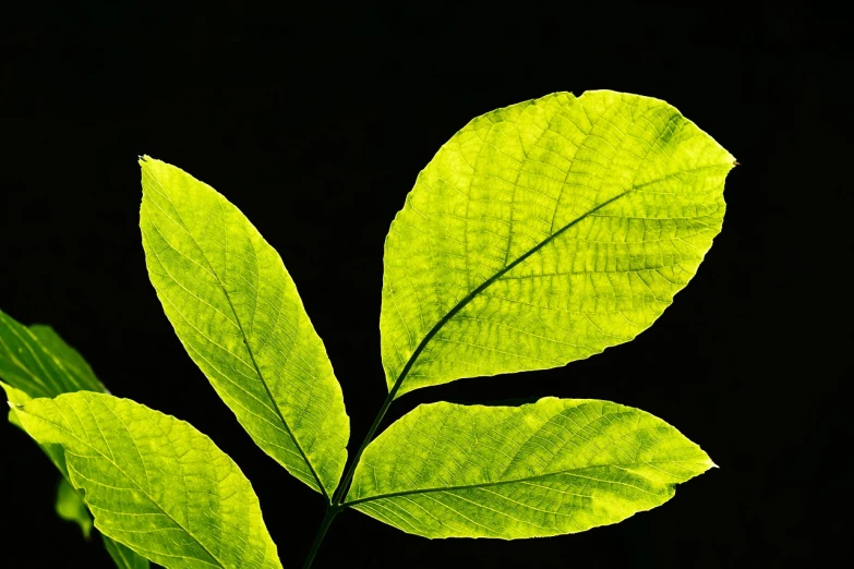 a close up of a plant with green leaves, by Tadashi Nakayama, backlight photo sample, bright on black, istock, sharp lighting. bright color