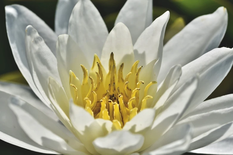 a close up of a white water lily, by John Murdoch, hurufiyya, inside the flower, close-up product photo