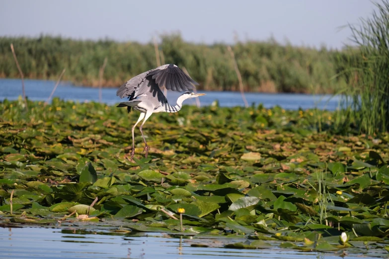 a bird that is flying over a body of water, a picture, shutterstock, hurufiyya, overgrown with aquatic plants, tourist photo, river delta, stock photo