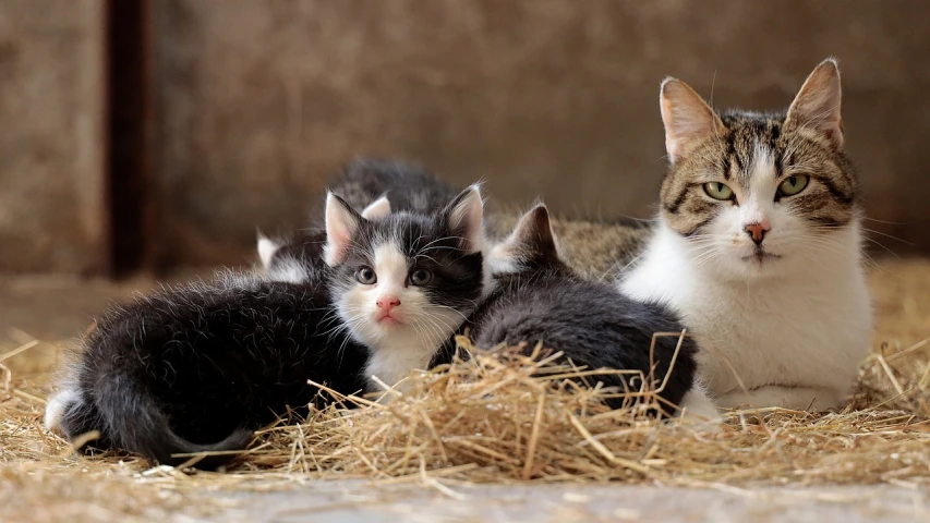 a couple of cats laying on top of a pile of hay, a picture, pixabay, an adorable kitten, in a row, photograph credit: ap, innocent look