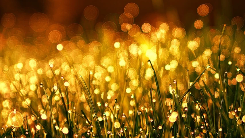 a field of grass with water droplets on it, inspired by Bruce Munro, flickr, gold dappled lighting, sparkling spirits, glowing amber, shiny skin”