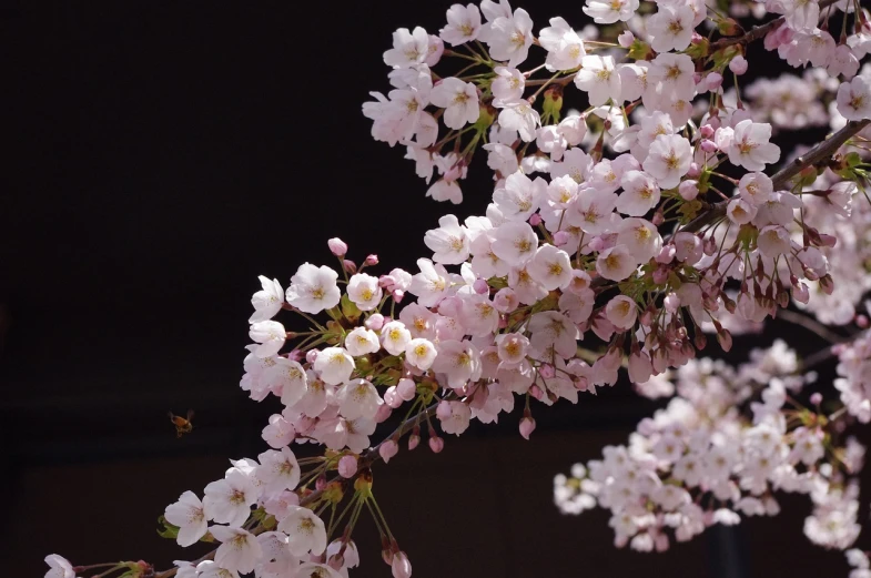 a close up of a bunch of flowers on a tree, by Shiba Kōkan, flickr, sakura season dynamic lighting, on black background, bee, over the shoulder view