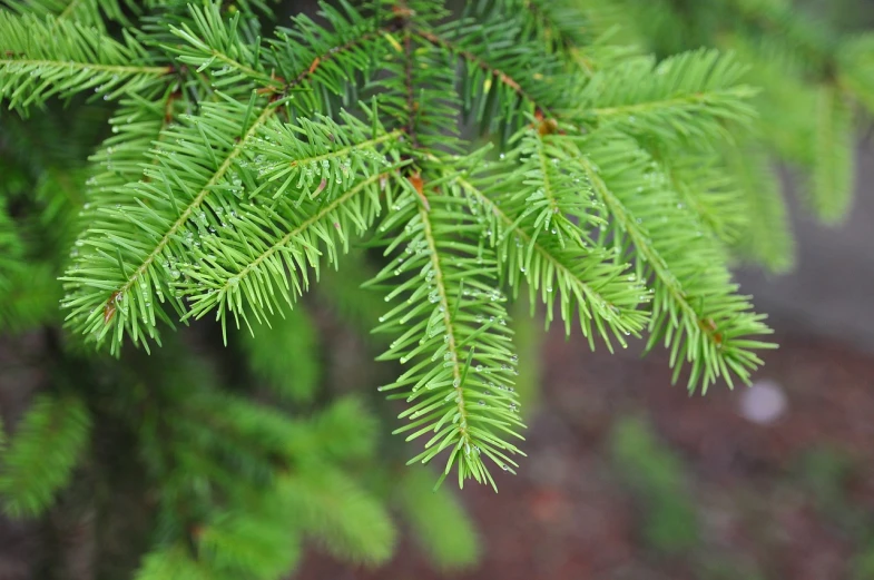 a close up of a branch of a pine tree, istockphoto, hemlocks, just after rain, evergreen valley