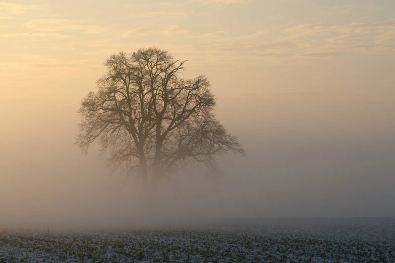 a lone tree in the middle of a foggy field, by Gerard Soest, flickr, snow glow, the bodhi tree at sunset, contre jour, beige mist