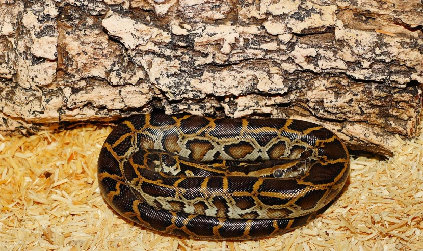 a large snake sitting on top of a pile of wood, a portrait, flickr, (12x) extremely pale white skin, viewed from above, pancake short large head, amber