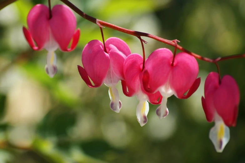 a bunch of pink flowers hanging from a branch, a picture, by Betty Churcher, shutterstock, red hearts, beautiful flower, wisconsin, shade