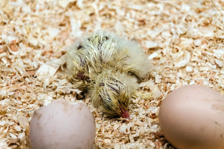 a baby chicken laying next to two eggs, by Robert Brackman, flickr, happening, taken in zoo, photograph taken in 2 0 2 0, loosely cropped, bird view