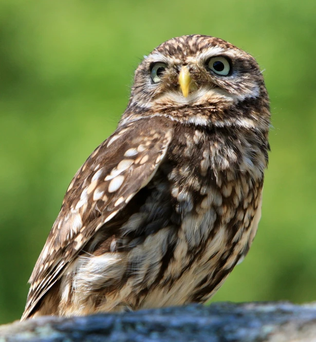 a small owl sitting on top of a rock, a portrait, by Dave Allsop, shutterstock, highly detailed picture, stock photo