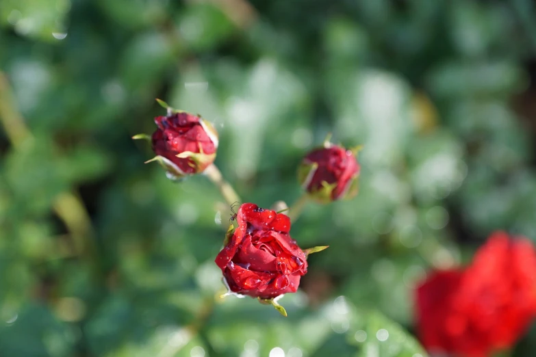 a group of red roses sitting on top of a lush green field, a photo, romanticism, water droplets frozen in time, 5 5 mm photo