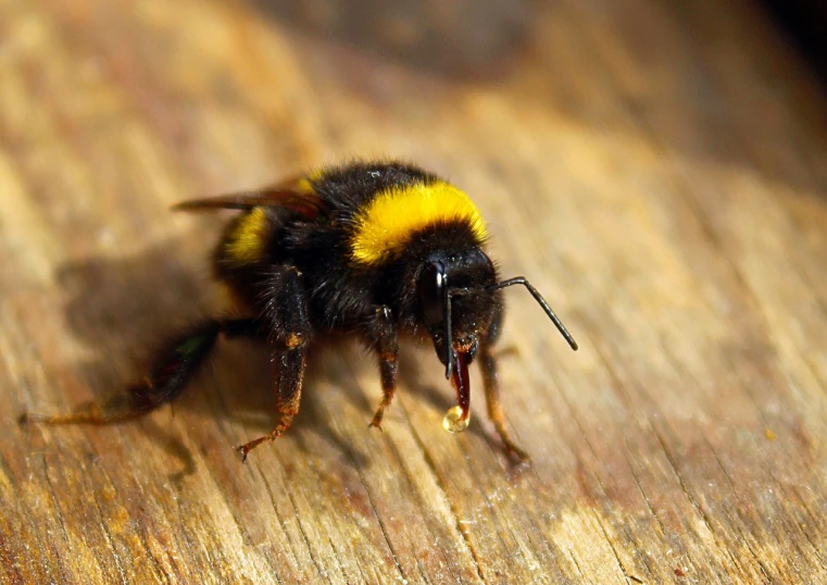 a close up of a bee on a wooden surface, by Juergen von Huendeberg, hurufiyya, aaaaaaaaaaaaaaaaaaaaaa, sneering, black and yellow colors, but very good looking”