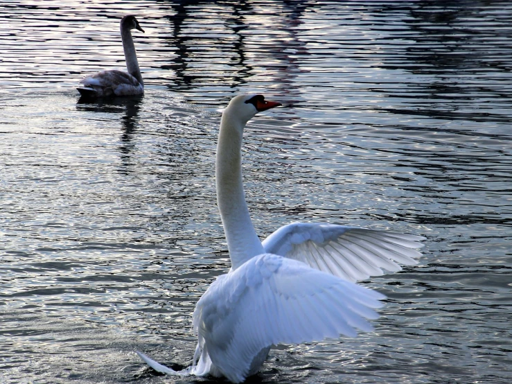 a swan flapping its wings in the water, flickr, arabesque, male and female, winter sun, img_975.raw, early evening