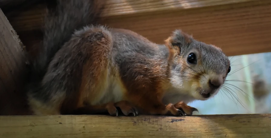 a squirrel sitting on top of a wooden structure, a portrait, by Linda Sutton, pixabay contest winner, closeup 4k, 3 / 4 extra - wide shot, pretty face!!, detail