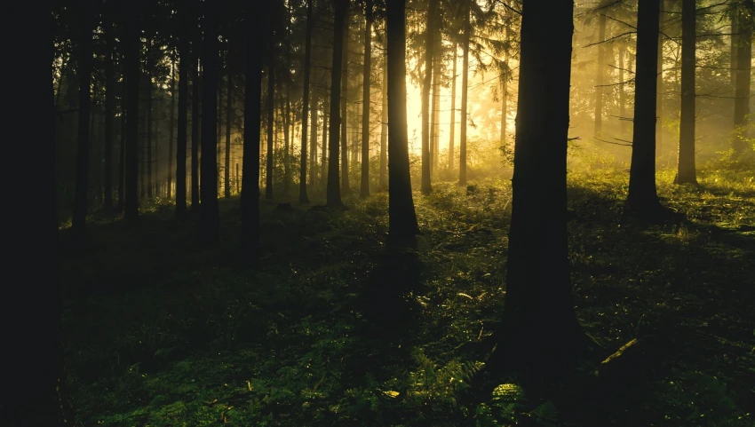 the sun is shining through the trees in the forest, a picture, by Thomas Häfner, pexels, romanticism, dark forest background, natural lighting. 8 k, golden morning light, cinematic shot!