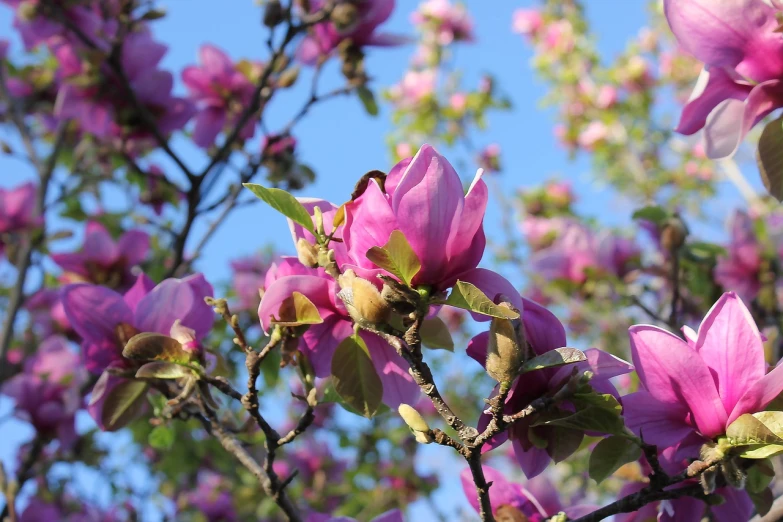 a close up of some pink flowers on a tree, magnolia goliath head ornaments, bright sky, indigo blooming flowers garden, 7 0 mm photo