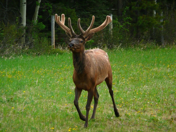 a deer running across a lush green field, a picture, flickr, hurufiyya, elk, doing a hot majestic pose, canada, standing triumphant and proud