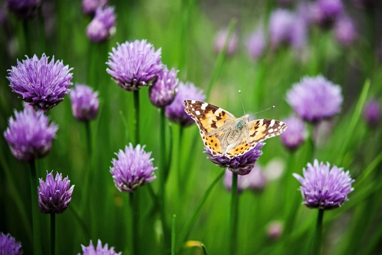 a butterfly sitting on top of purple flowers, a photo, by Anna Haifisch, photostock, clover, very beautiful photo, cinematic shot