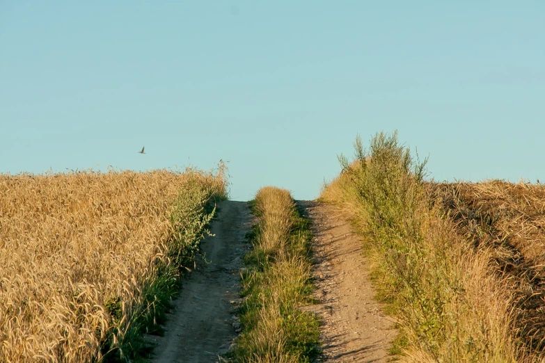 a dirt road in the middle of a field, a picture, figuration libre, flying birds in the distance, low angle photo, late summer evening, wide shot photo