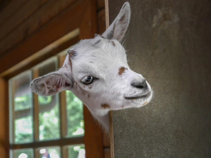 a close up of a goat's head with a window in the background, a portrait, arabesque, cute silly face, with a white muzzle, flash photo, has a very realistic look to it