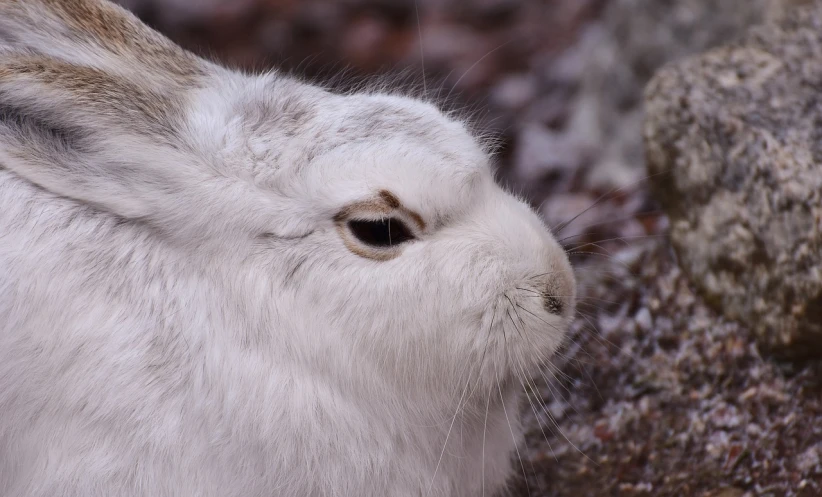 a close up of a white rabbit near a rock, a macro photograph, flickr, sōsaku hanga, closeup at the face, snowy, white around right eye, high res photo