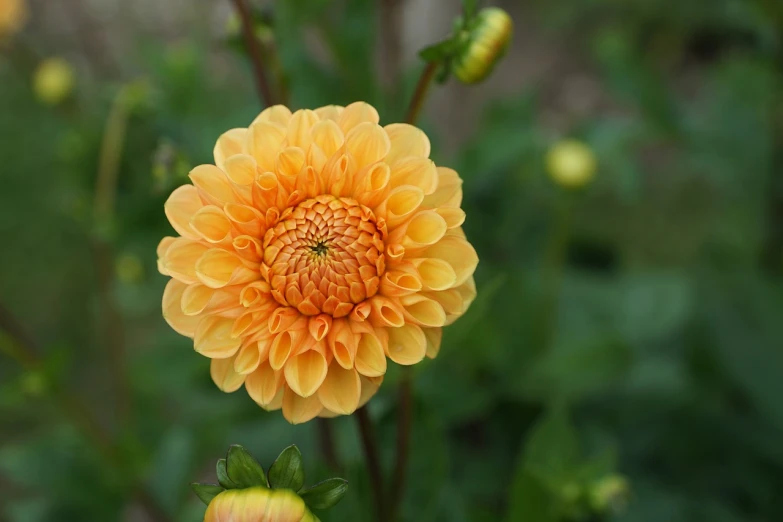 a close up of a yellow flower with green leaves, dahlias, pale orange colors, orange blooming flowers garden, high quality product image”