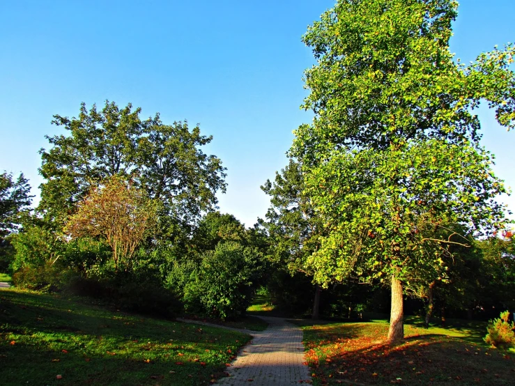 a red fire hydrant sitting in the middle of a park, a photo, by Istvan Banyai, folk art, tree-lined path at sunset, green and blue colors, late summer evening, a beautiful pathway in a forest