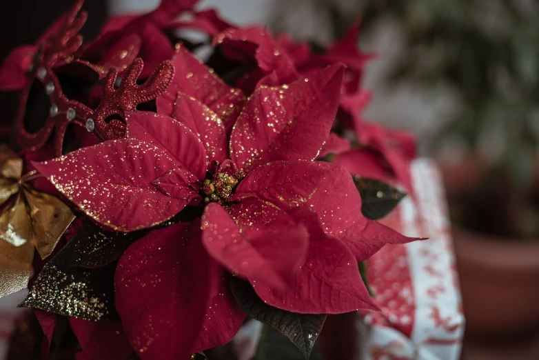 a vase filled with red and gold poinsettias, a portrait, inspired by Rudolph F. Ingerle, pexels, high detailed close up of, shot with sony alpha, 💣 💥, dressed in red paper bags