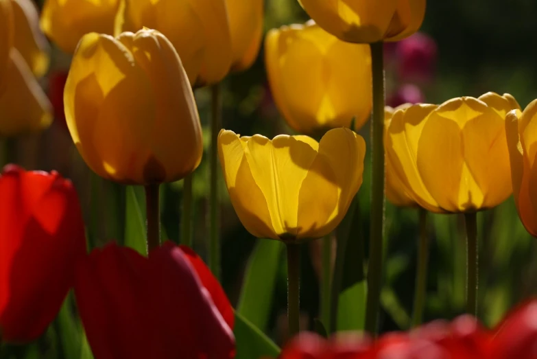 a bunch of yellow and red tulips in a field, a picture, romanticism, 50mm 4k, shiny gold, beautiful flower, yellow lanterns