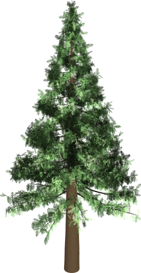 a green christmas tree on a black background, a raytraced image, hurufiyya, redwood sequoia trees, full res, discovered photo, realistic footage