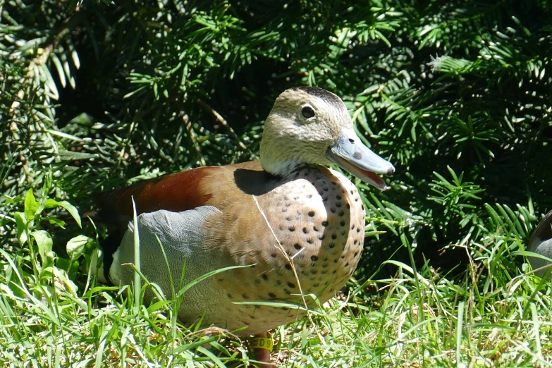 a duck that is standing in the grass, a portrait, flickr, maui, stuffed, dappled, bald