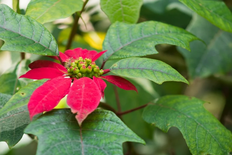a close up of a red flower with green leaves, by Robert Brackman, shutterstock, hurufiyya, christmas, poison ivy, seven pointed pink star, jamaican