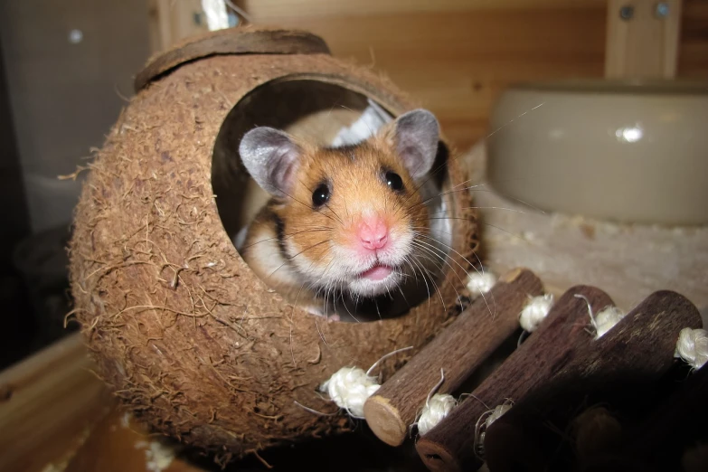 a hamster sitting inside of a coconut shell, by Helen Biggar, flickr, mingei, older male, cages, loosely cropped, hybrid of mouse and horse