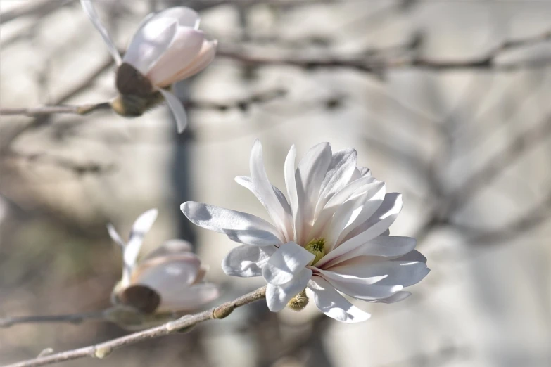 a close up of a flower on a tree, a portrait, romanticism, magnolia stems, photo realistic image, softly shadowed, very sharp photo