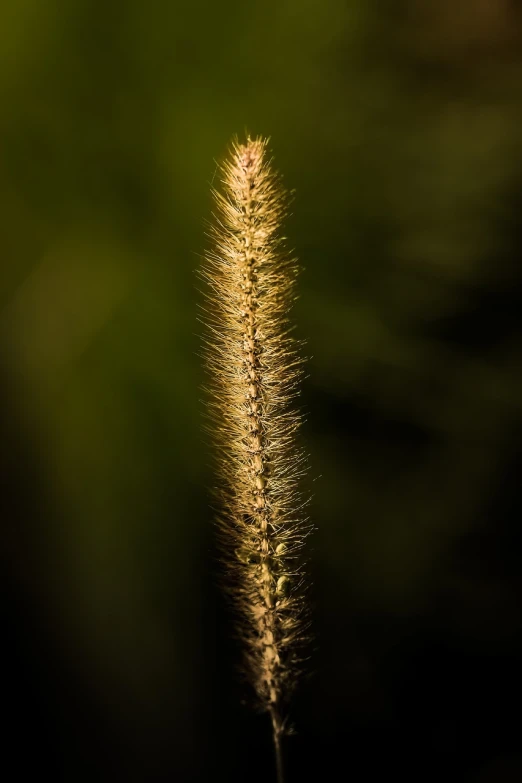 a close up of a plant with a blurry background, a macro photograph, tonalism, golden hour photo, furry mawshot, on black background, fine detail post processing