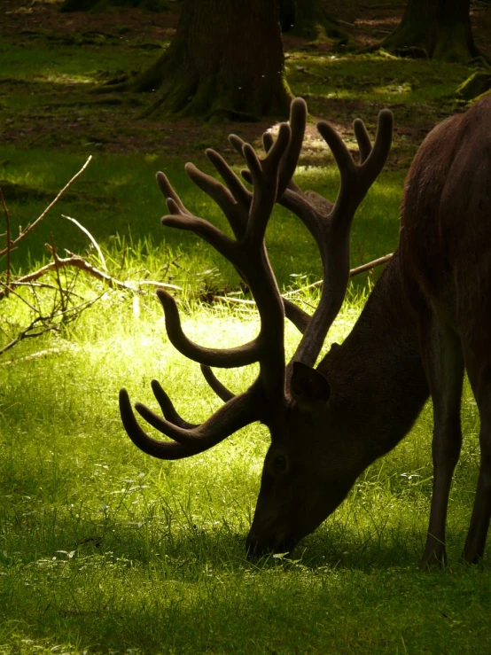 a deer that is standing in the grass, by Edward Corbett, flickr, precisionism, the pictish god of stags, shadows, crawling along a bed of moss, side view close up of a gaunt