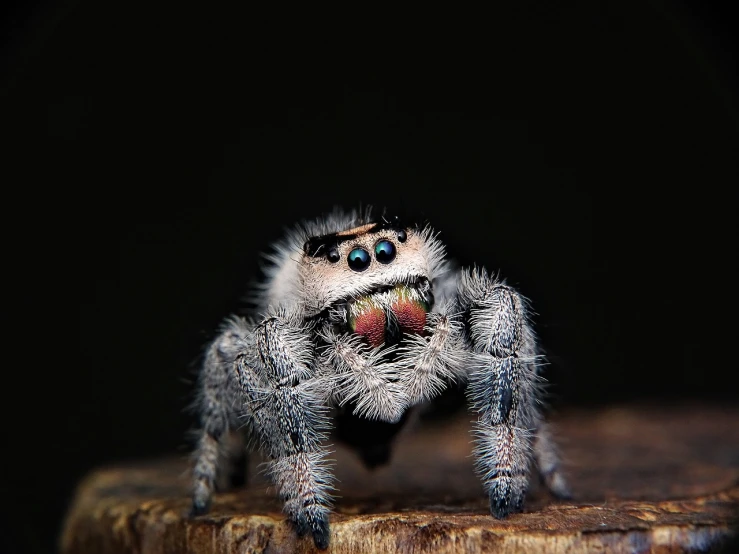 a close up of a spider on a piece of wood, a macro photograph, by Adam Chmielowski, menacing pose, large eyes and menacing smile, short light grey whiskers, photograph credit: ap