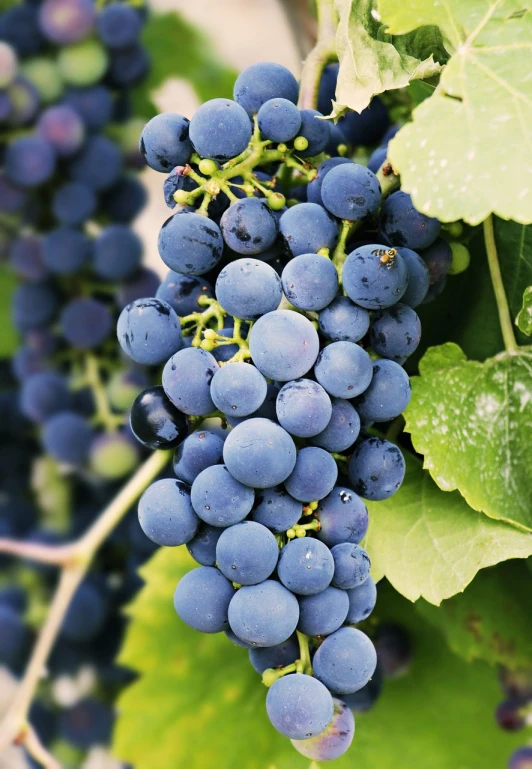 a bunch of blue grapes hanging from a vine, up close picture, half image, ad image, snapchat photo