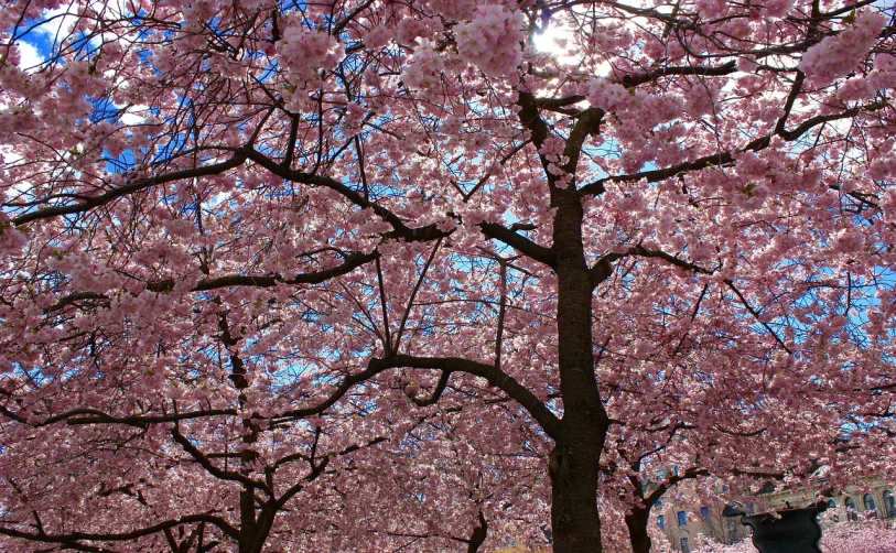 a couple of people sitting on a bench under a tree, by Jørgen Nash, flickr, huge blossoms, ((pink)), closeup!!, full morning sun