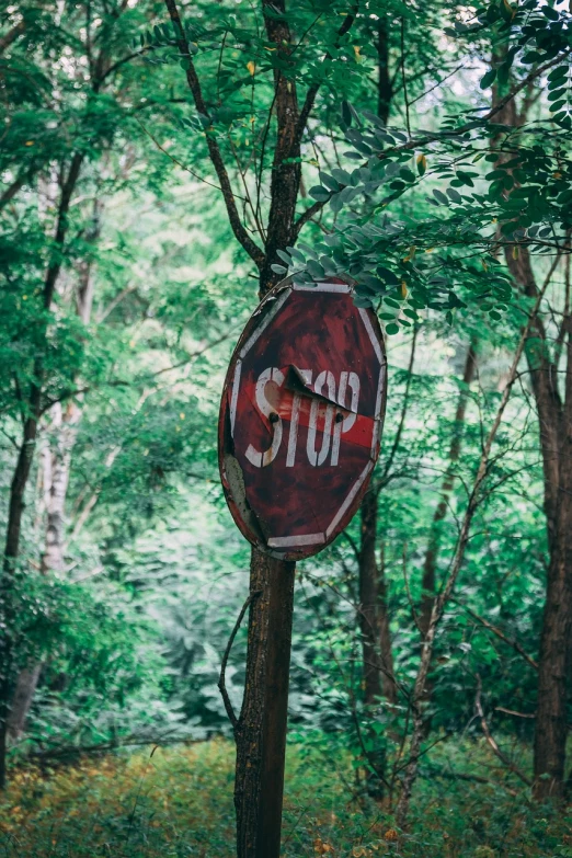 a red stop sign sitting on top of a wooden pole, by Adam Szentpétery, lush green forest, a photograph of a rusty, 🤬 🤮 💕 🎀, stock photo