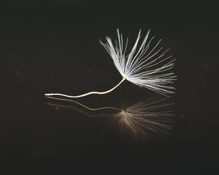 a close up of a dandelion on a dark surface, by Leng Mei, hurufiyya, broken mirror, outstretched wings, miniature product photo